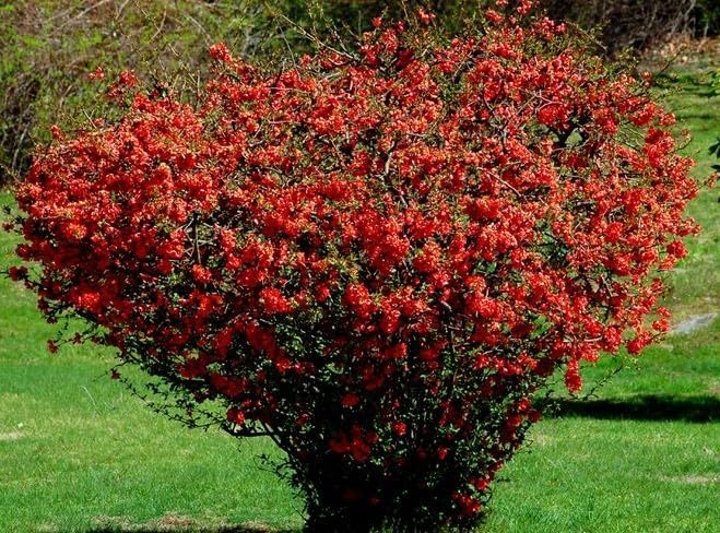 Scarff's Red Flowering Quince