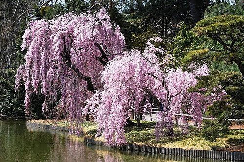 Higan Japanese Pink Weeping Cherry Tree