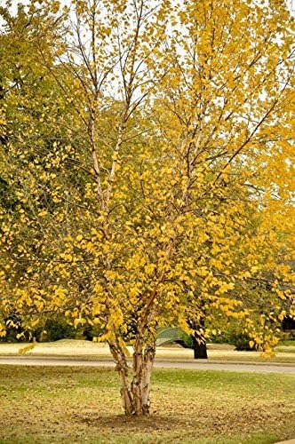 River Birch