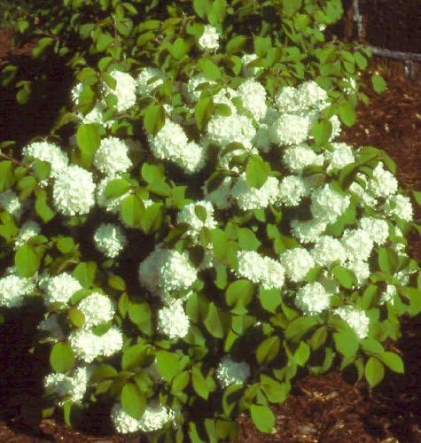 Newport Viburnum Snowball Bush