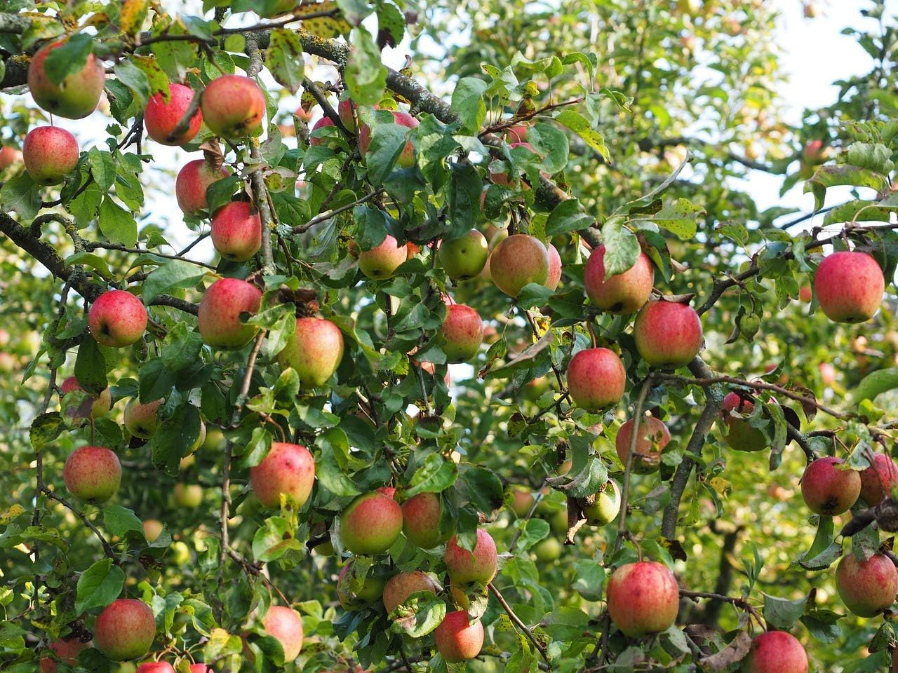Gala Apple Tree