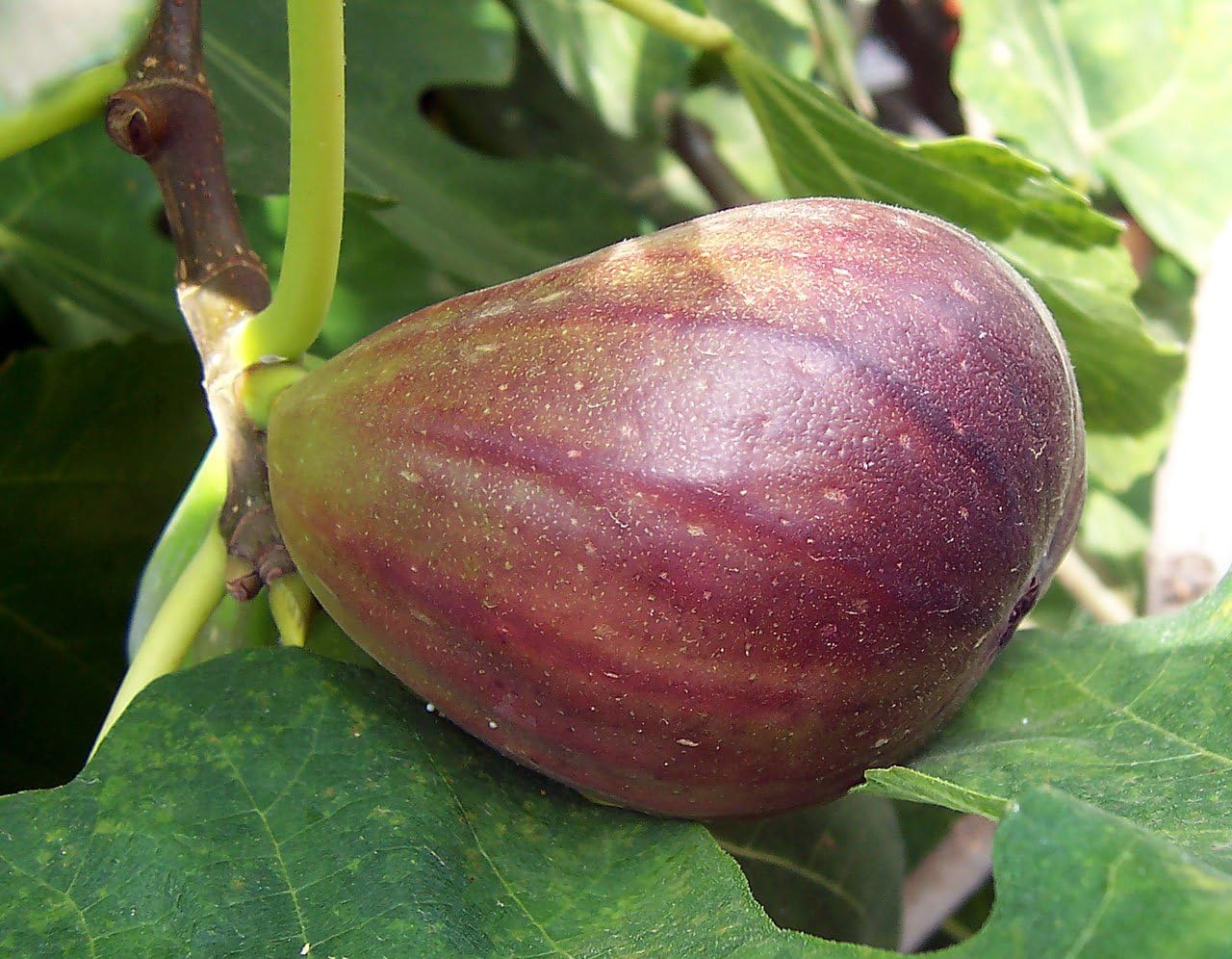 Brown Turkey Fig