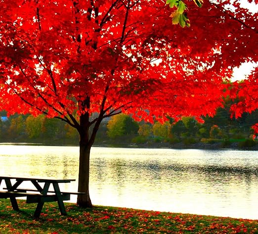 American Red Maple Shade Tree