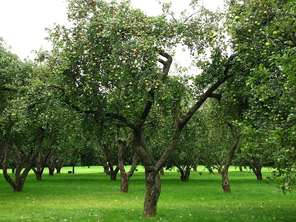 Apple Orchard Kit
