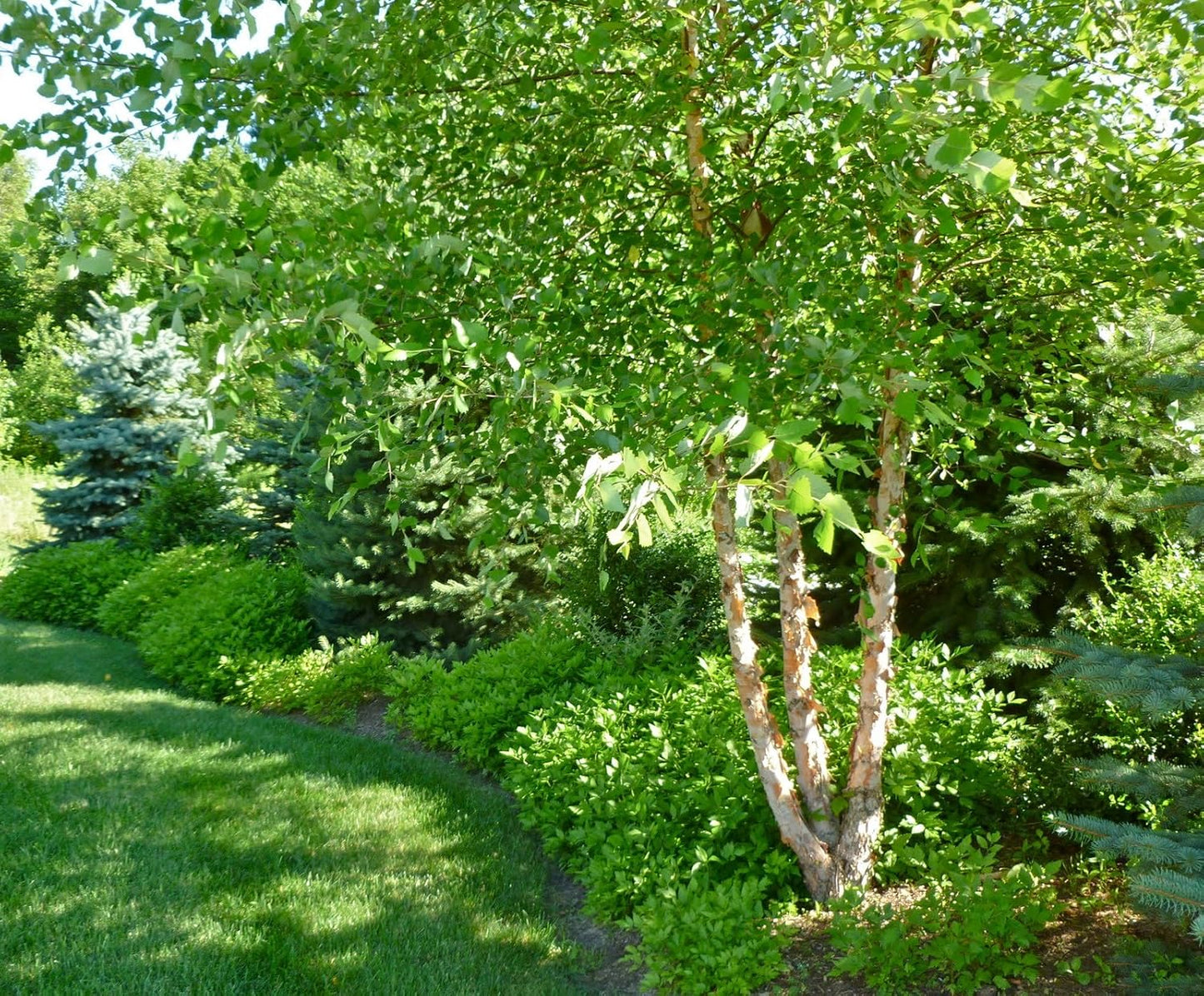 River Birch