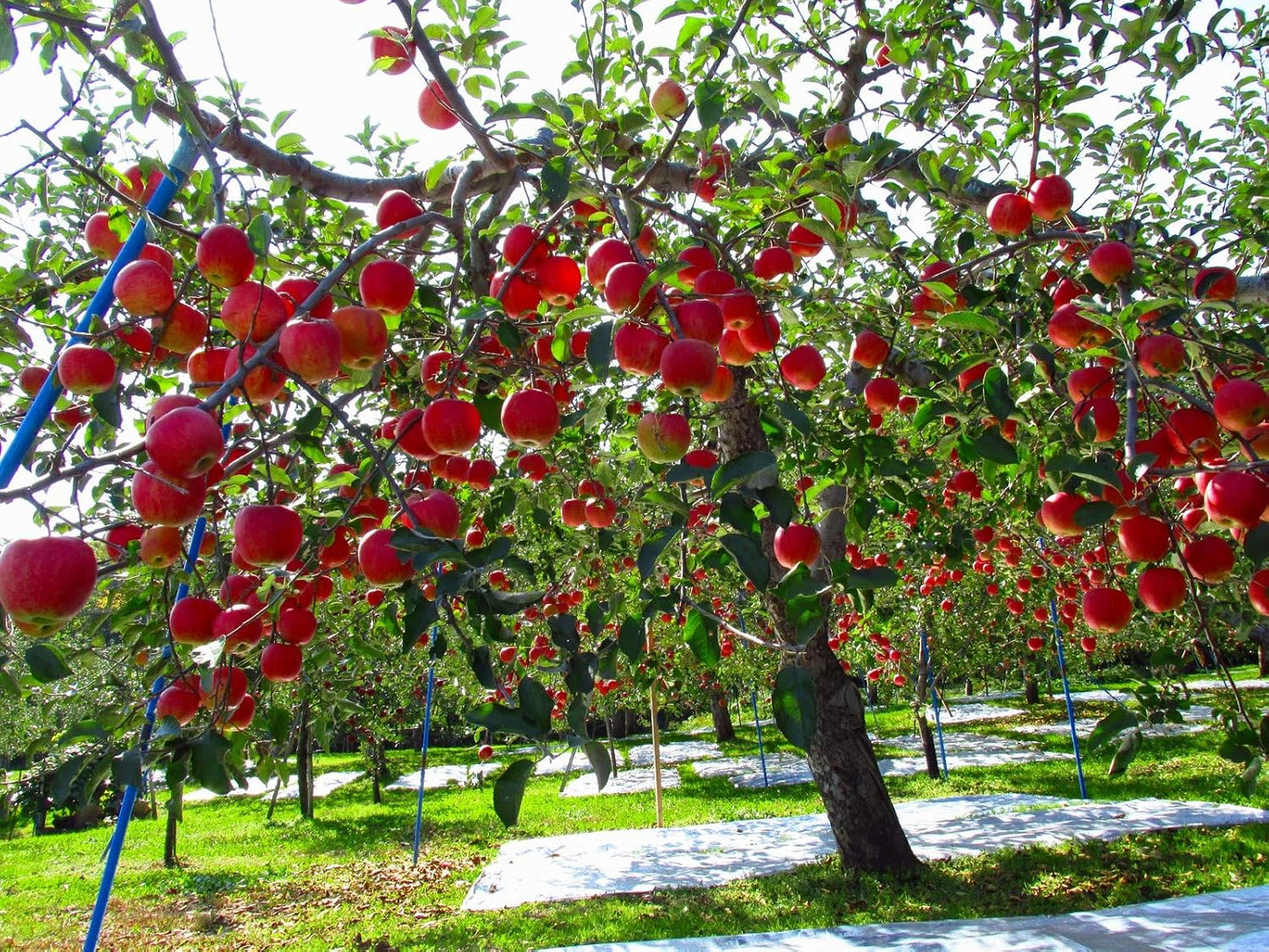 Fuji Apple Tree