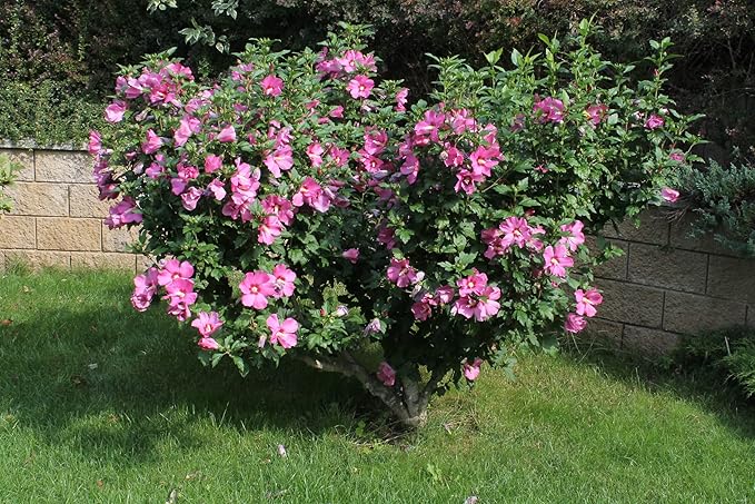 Aphrodite Hardy Hibiscus Syriacus