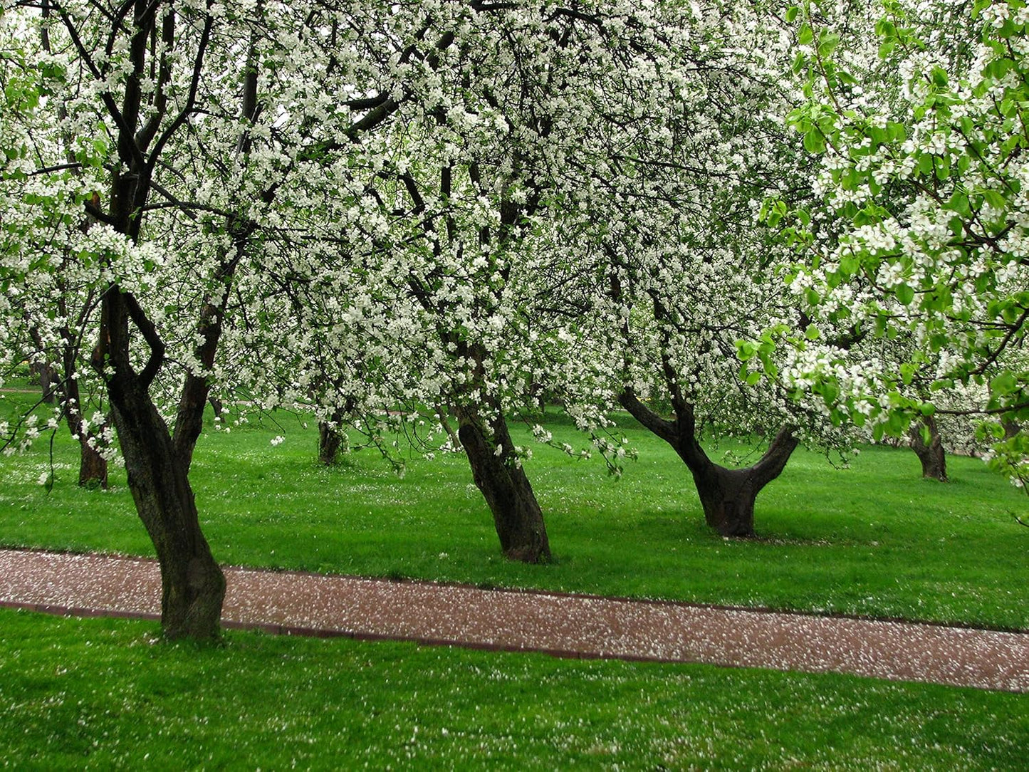 Apple Orchard Kit