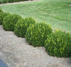 Green Beauty Boxwood