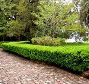 Winter Gem Boxwood