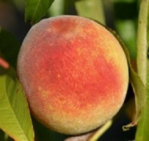 Contender Peach
