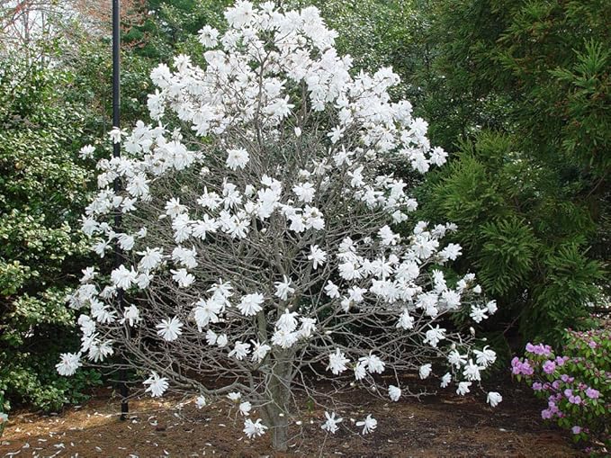 Ornamental Trees