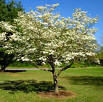 Ornamental Trees
