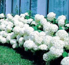Flowering Shrubs