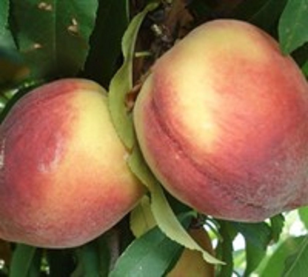 Fruit and Nut Trees