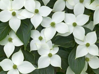 Kousa Dogwood