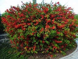 Texas Scarlet Flowering Quince