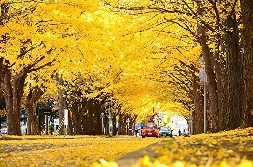 Ginkgo Biloba