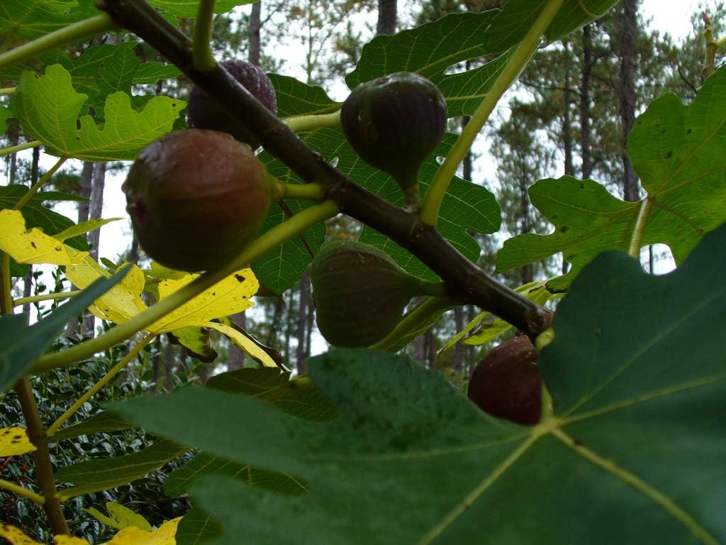 Brown Turkey Fig
