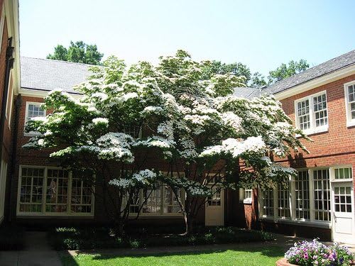 Kousa Dogwood