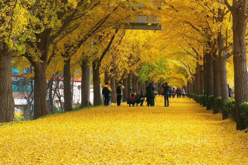 Ginkgo Biloba