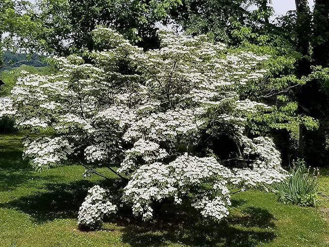Kousa Dogwood