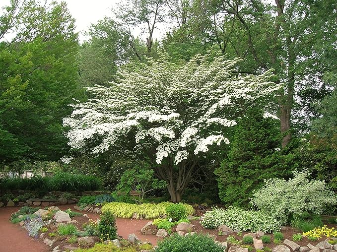 Kousa Dogwood