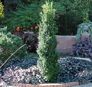 Fastigiata Boxwood