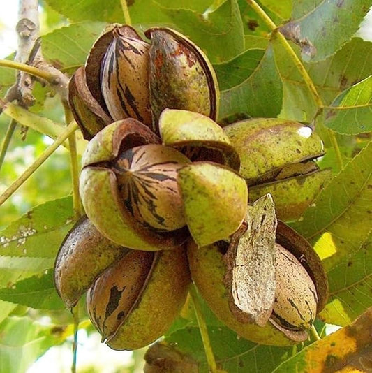 Hardy Pecan