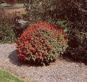 Rudy Haag Burning Bush