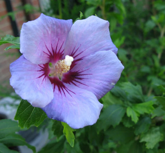 BLUE BIRD Rose of sharron