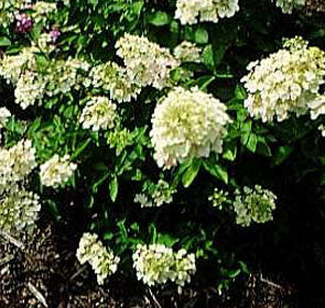 Unique Hydrangea