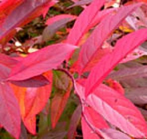 Henry's Garnet Itea