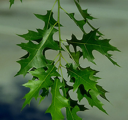 Pin Oak