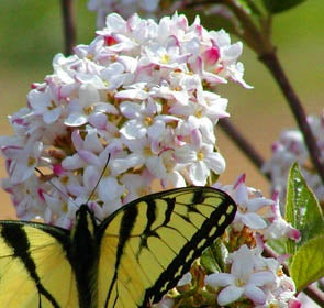 Mohawk Viburnum