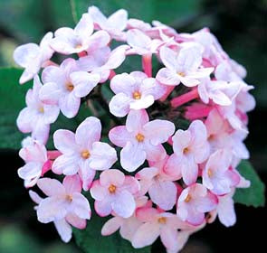 JUddii Viburnum
