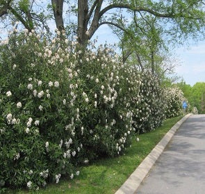 Pragense Viburnum