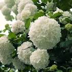 Chinese Snowball