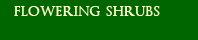 Flowering Shrubs