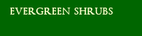 Evergreen Shrubs
