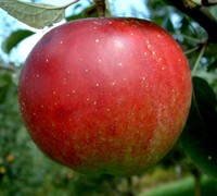 Winesap 