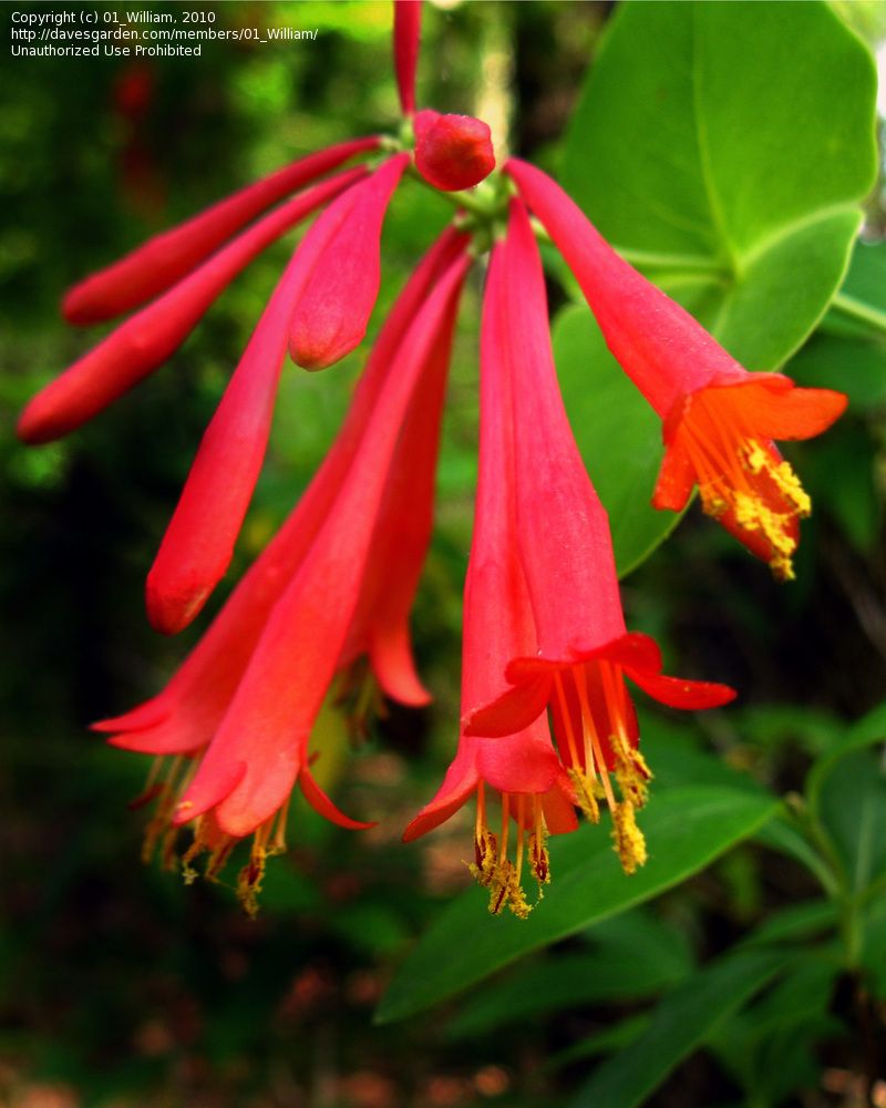 Major Wheeler Red Honeysuckle