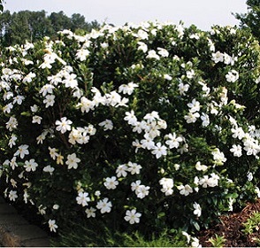 Gardenia