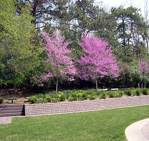 RED BUD