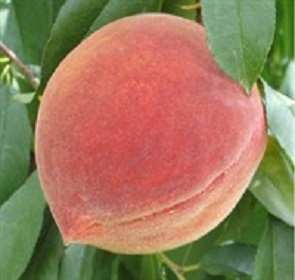 ELBERTA
