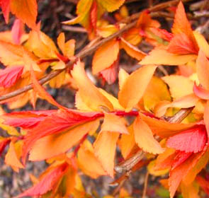 GOLD FLAME