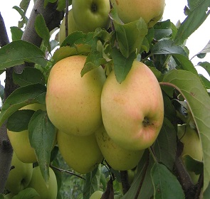 GOLDEN DELICIOUS