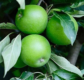 Granny Smith