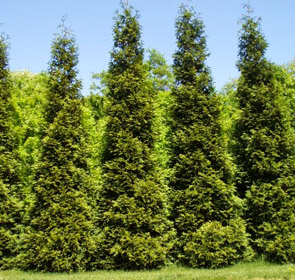 GREEN GIANT