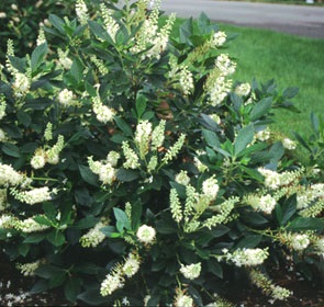 Humming Bird Clethra